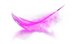 Read more about the article The Falling Pink Angel Feather