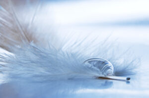 Read more about the article What it means when the Angels leave you a bird feather